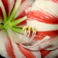 When I was in elementary school, every February 14 (or on the nearest school day), I and my classmates would bring valentines for everyone as a sign of friendship, or...