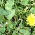 More than Shamrocks and Green Beer When I was young, Saint Patrick's Day was about wearing green so you would not get pinched and cutting four leaf clovers from green construction paper. Then I found out...