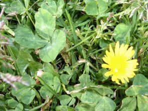 clover