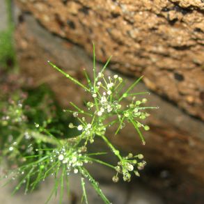 Plants grow where the seeds are placed