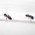Like an insidious army of invading ants, School is eating my brain, so in an effort to reduce my cortisol levels, this blog will be taking a bit of a...