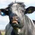 Should primals or paleos consume dairy? If so, which kind is best? Let’s be honest: dairy is not paleo. Grok would not have caught a wild bovine or ovine and...