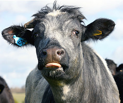 cow by law keven on flickr - cc license