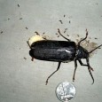 I am afraid of bugs — especially beetles. I realize that, for the most part, this is illogical, for beetles do not generally bite or sting. In fact, even cute,...