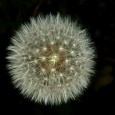 Kuyper’s Calvinistic Life System as a Matrix for Glory-ology A Life System This week I began reading an abridged version of Abraham Kuyper’s 1898 Stone Lectures. In Lecture One, he speaks about life systems as that which explain humanity’s...